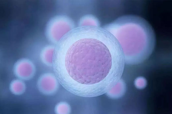 试管婴儿期间一次可以植入多少个胚胎？